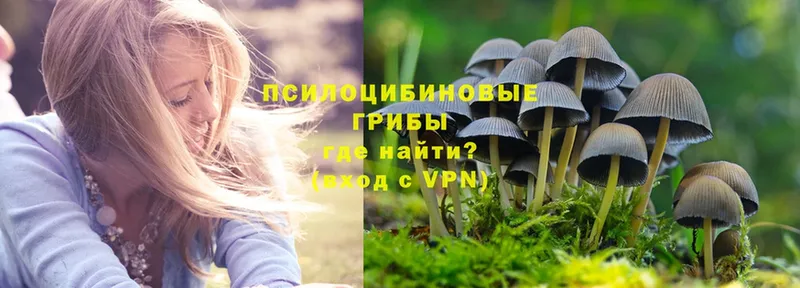 купить наркотики цена  Урус-Мартан  Псилоцибиновые грибы Psilocybe 